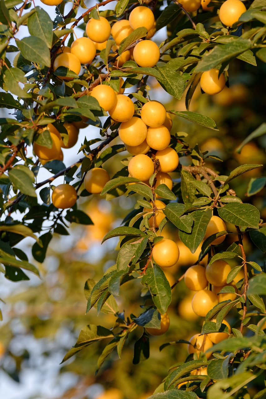 2024년 양띠 운세: 희망과 변화가 가득한 해