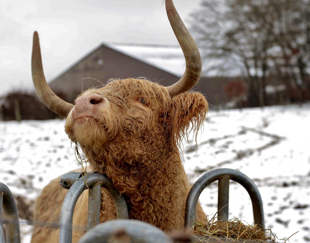 지루성 두피염과 두피앤액, 두피나액, 제대로 알아보아요!