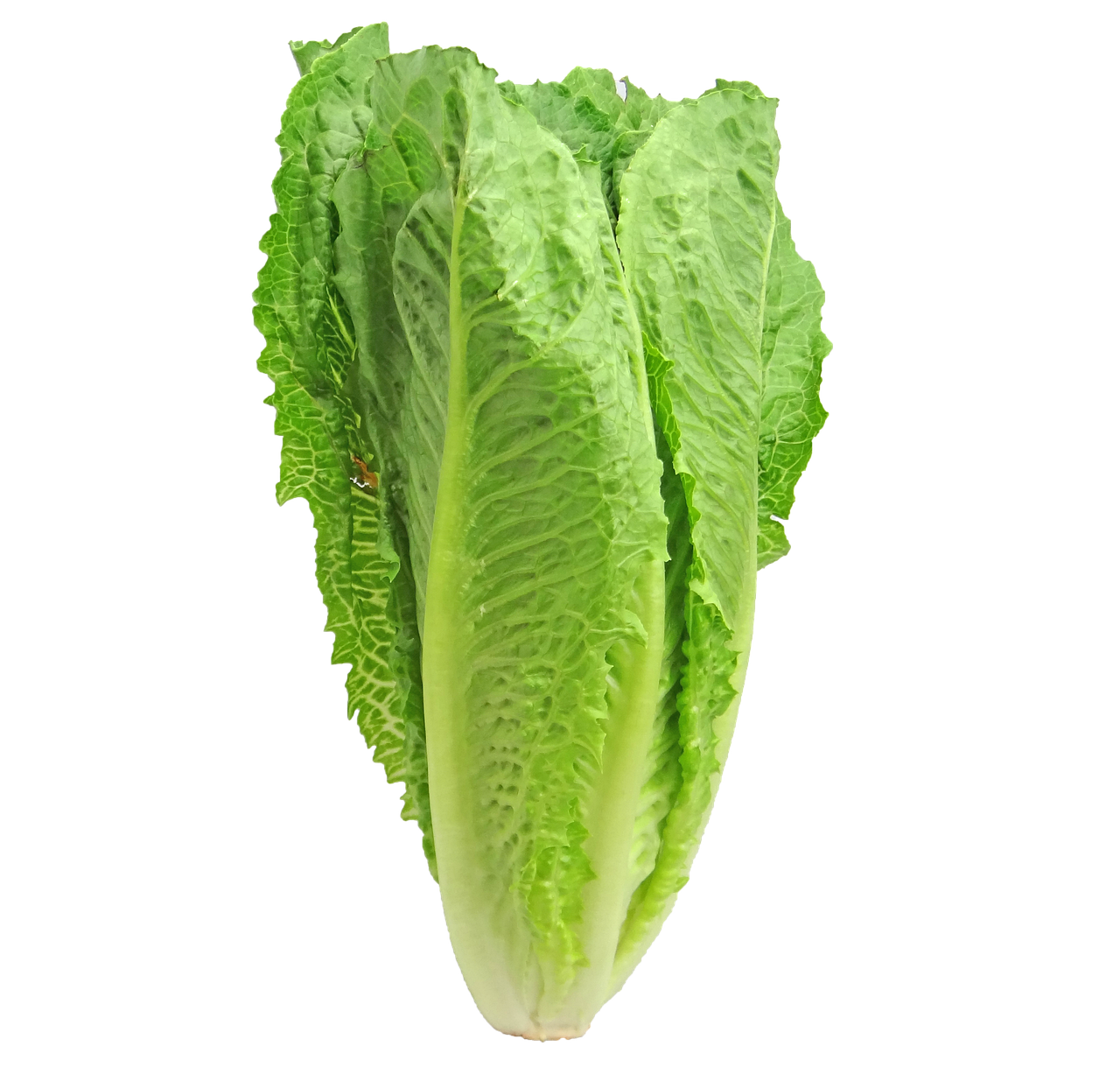 전원생활의 따뜻한 이야기: 텃밭에서 수확하는 가을의 풍성함