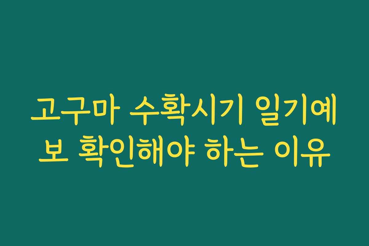 고구마 수확시기 일기예보 확인해야 하는 이유