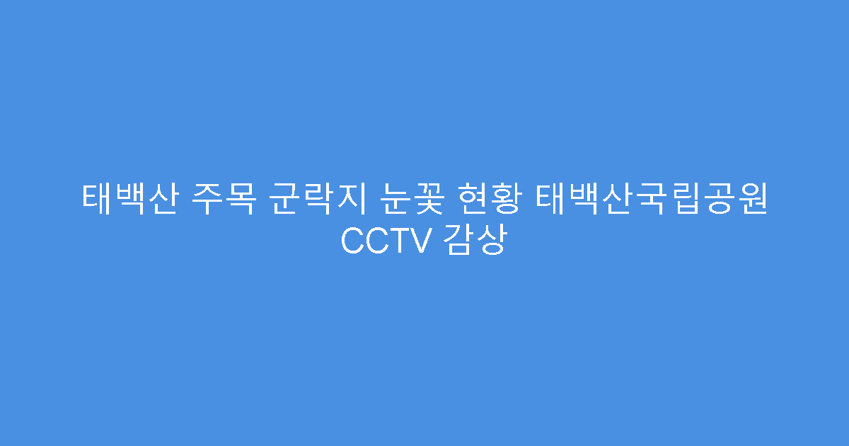 태백산 주목 군락지 눈꽃 현황 태백산국립공원 CCTV 감상
