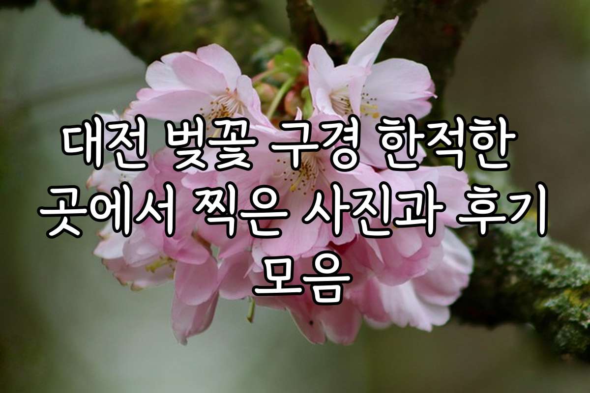 대전 벚꽃 구경 한적한 곳에서 찍은 사진과 후기 모음