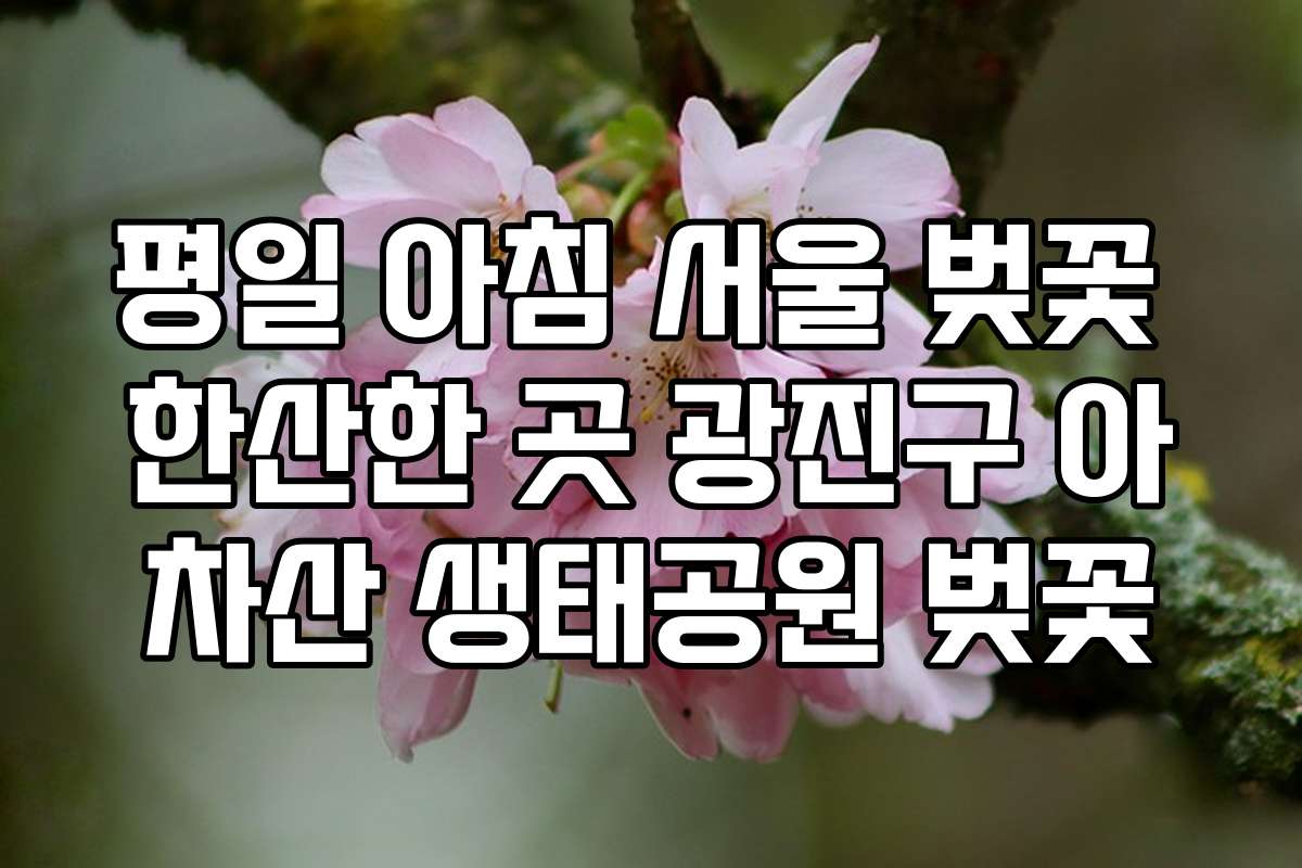 평일 아침 서울 벚꽃 한산한 곳 광진구 아차산 생태공원 벚꽃