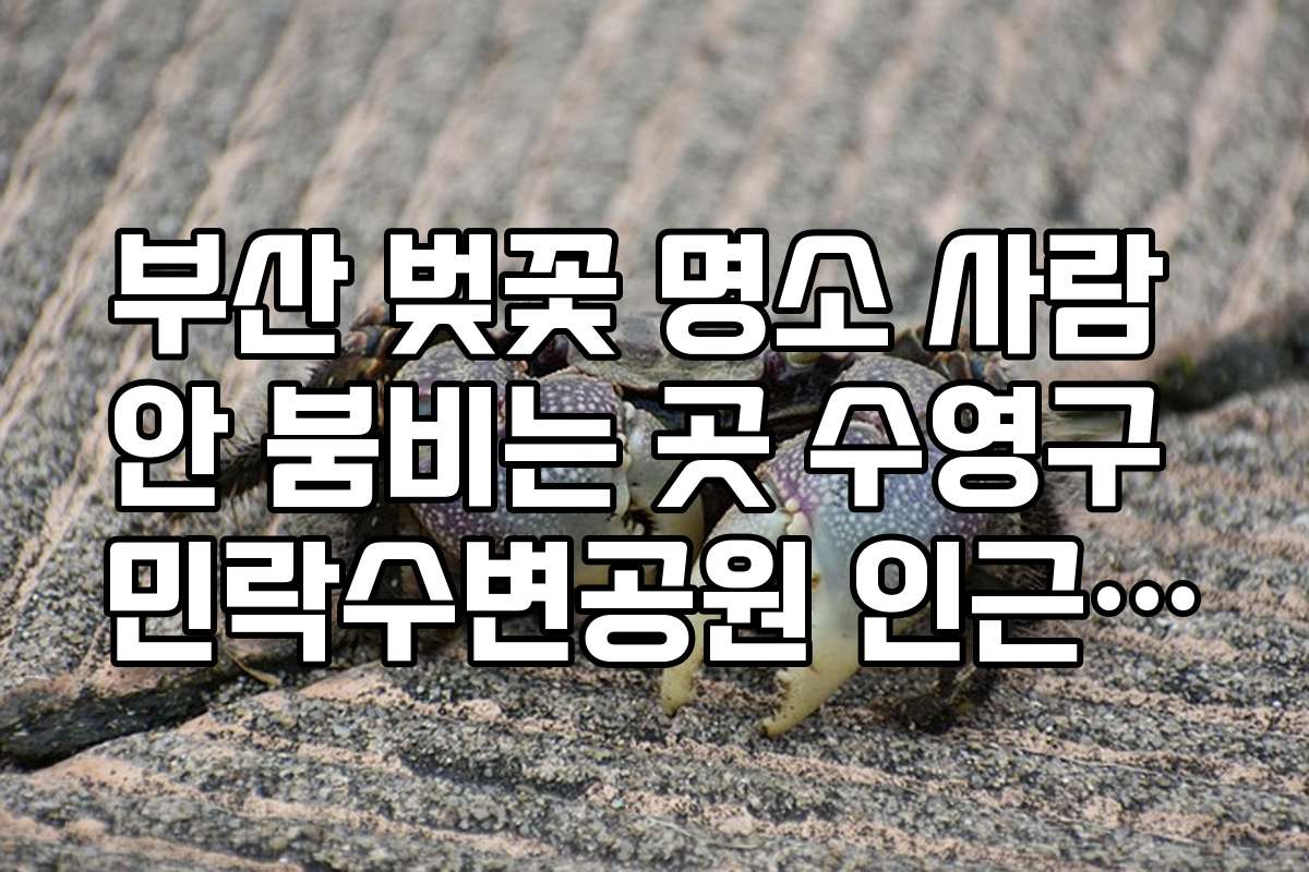 부산 벚꽃 명소 사람 안 붐비는 곳 수영구 민락수변공원 인근 산책로