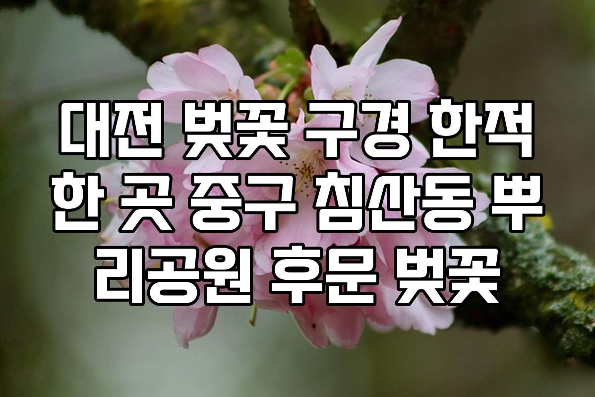 대전 벚꽃 구경 한적한 곳 중구 침산동 뿌리공원 후문 벚꽃