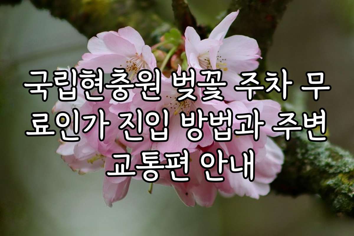국립현충원 벚꽃 주차 무료인가 진입 방법과 주변 교통편 안내