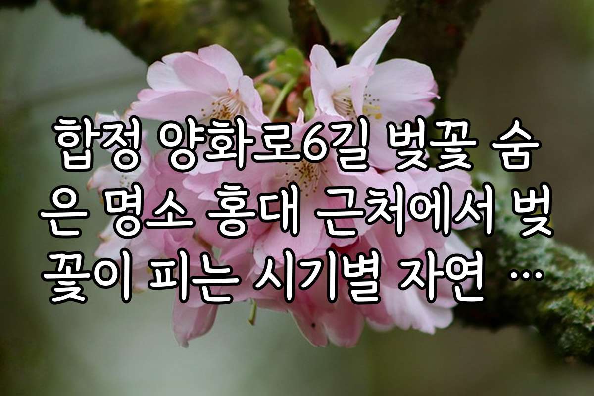 합정 양화로6길 벚꽃 숨은 명소 홍대 근처에서 벚꽃이 피는 시기별 자연 풍경 감상하기