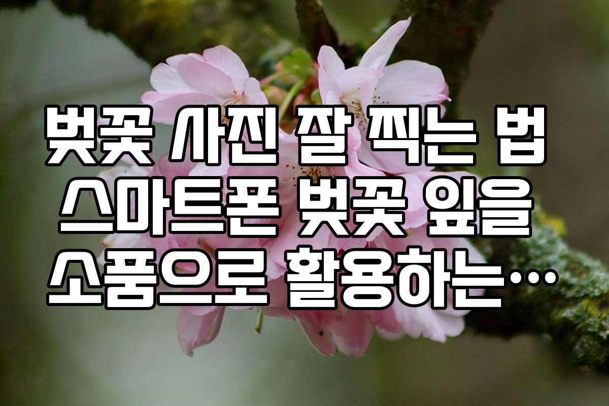 벚꽃 사진 잘 찍는 법 스마트폰 벚꽃 잎을 소품으로 활용하는 사진 팁