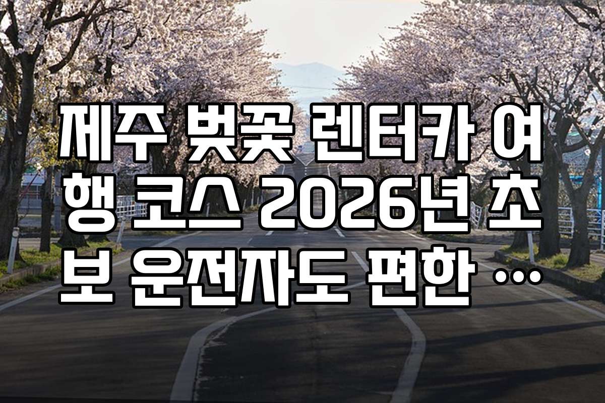제주 벚꽃 렌터카 여행 코스 2026년 초보 운전자도 편한 넓은 벚꽃길 추천
