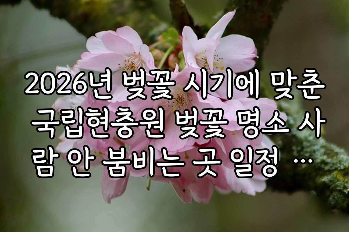 2026년 벚꽃 시기에 맞춘 국립현충원 벚꽃 명소 사람 안 붐비는 곳 일정 추천