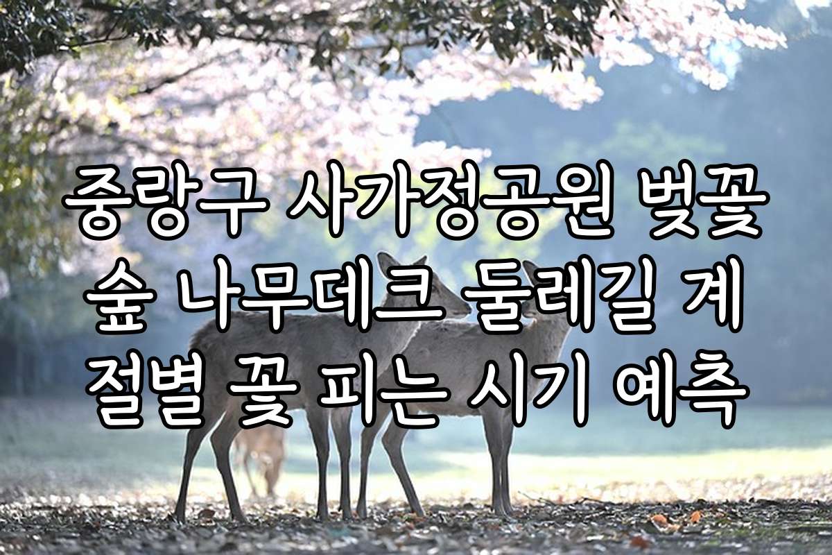 중랑구 사가정공원 벚꽃숲 나무데크 둘레길 계절별 꽃 피는 시기 예측