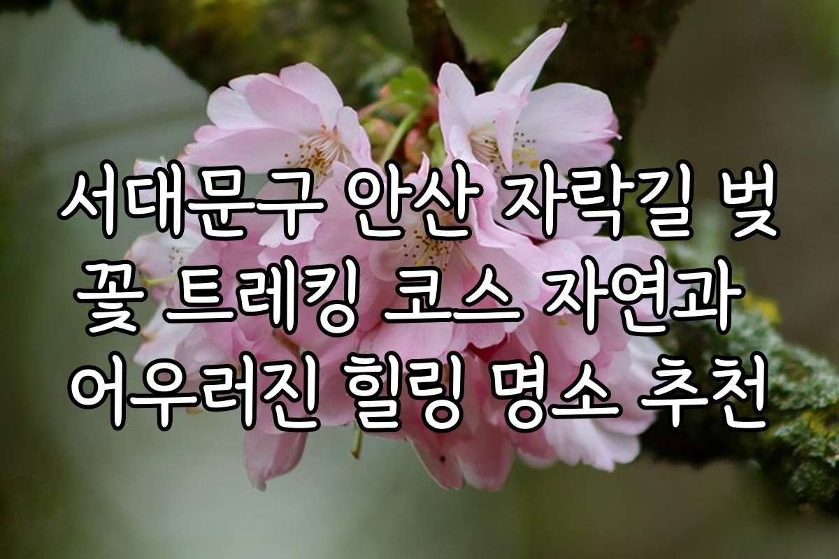 서대문구 안산 자락길 벚꽃 트레킹 코스 자연과 어우러진 힐링 명소 추천