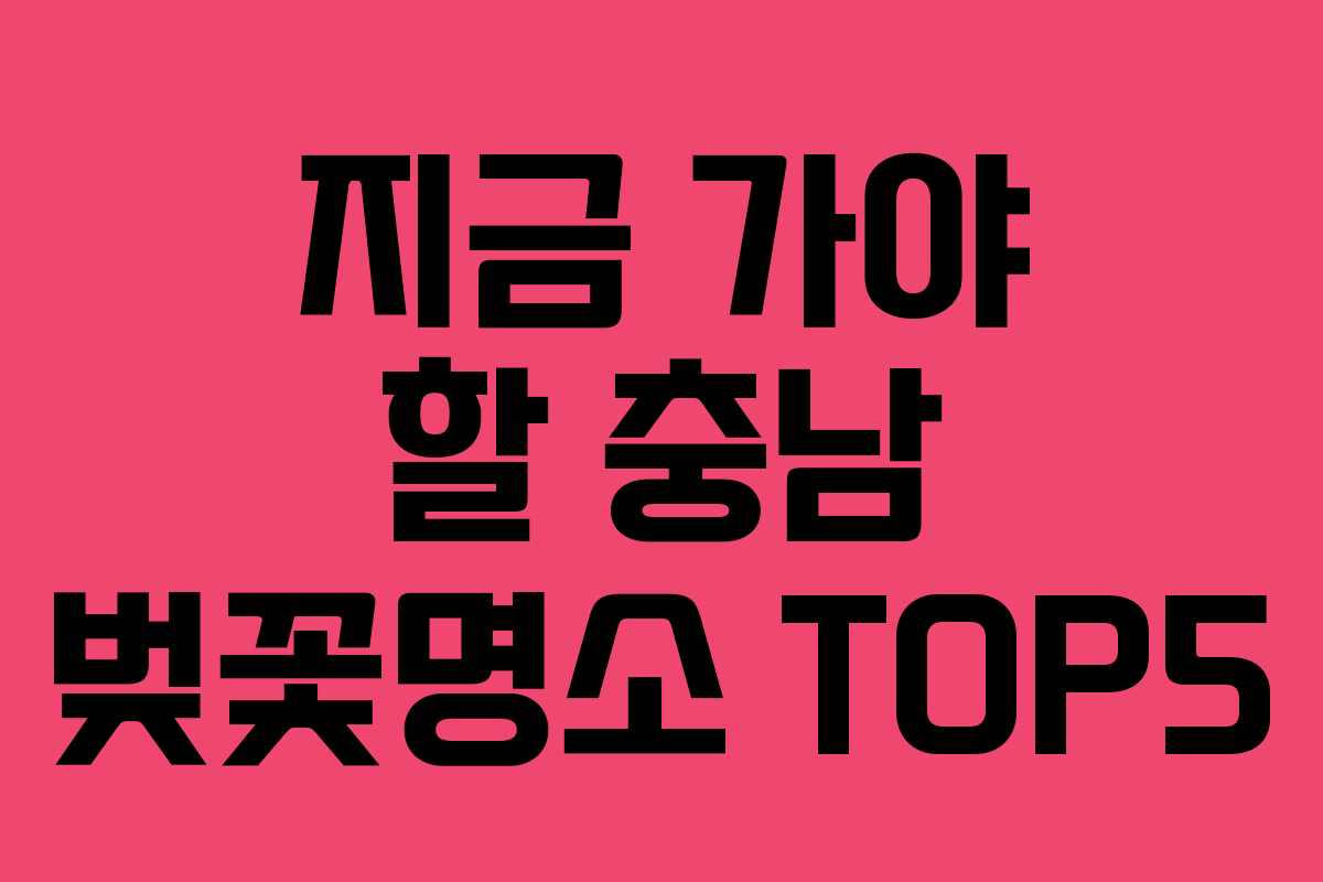 지금 가야 할 충남 벚꽃명소 TOP5