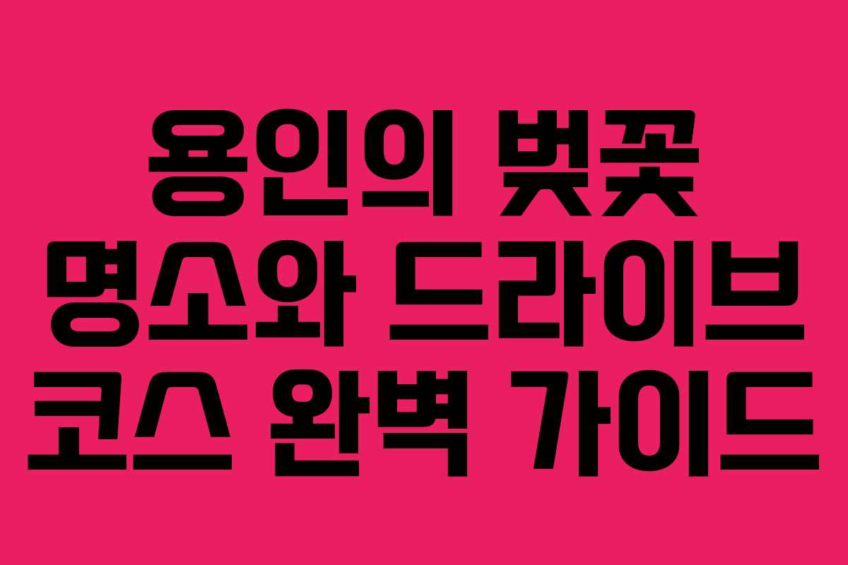 용인의 벚꽃 명소와 드라이브 코스 완벽 가이드