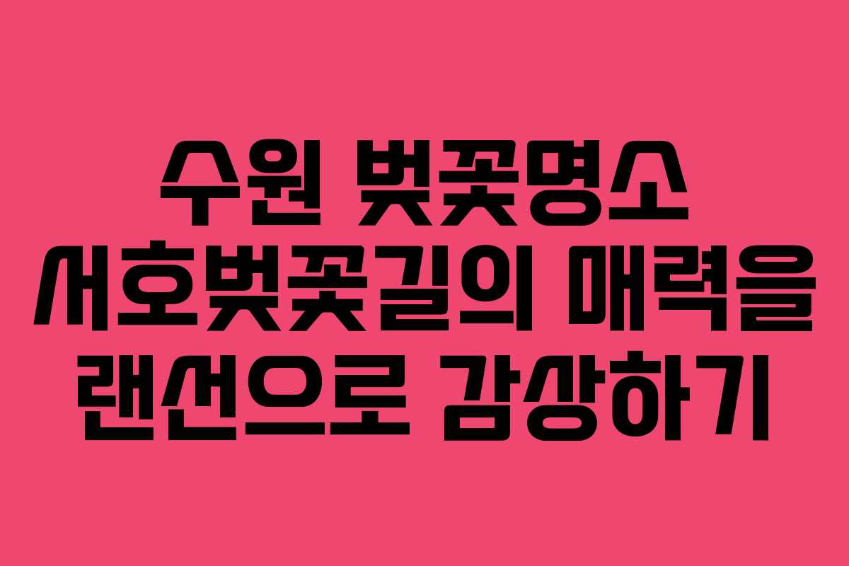 수원 벚꽃명소 서호벚꽃길의 매력을 랜선으로 감상하기