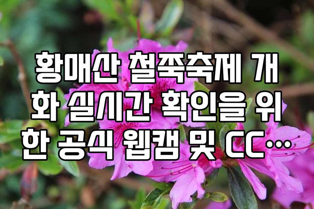 황매산 철쭉축제 개화 실시간 확인을 위한 공식 웹캠 및 CCTV 링크