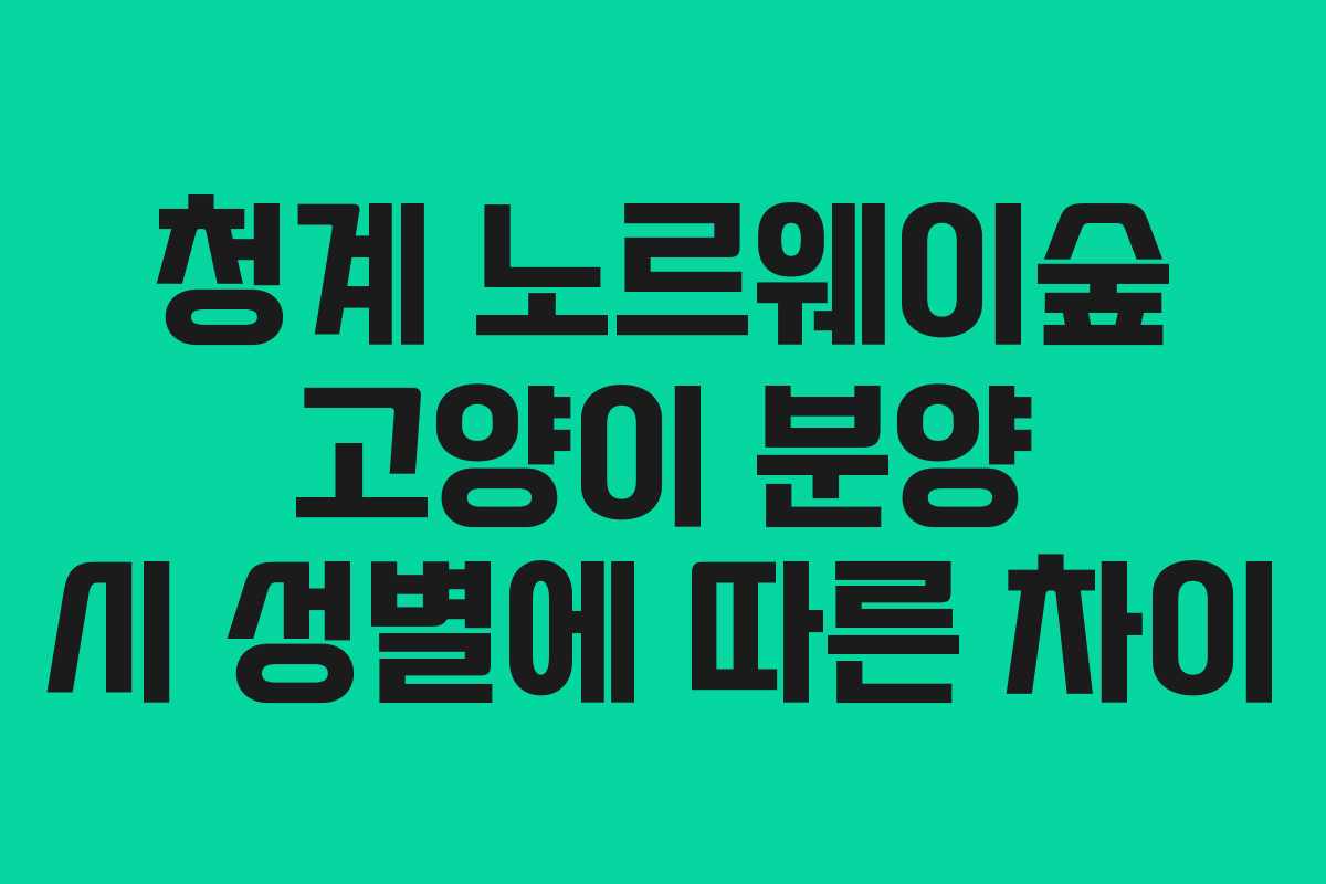청계-노르웨이숲-고양이-분양-시-성별에-따른-차이