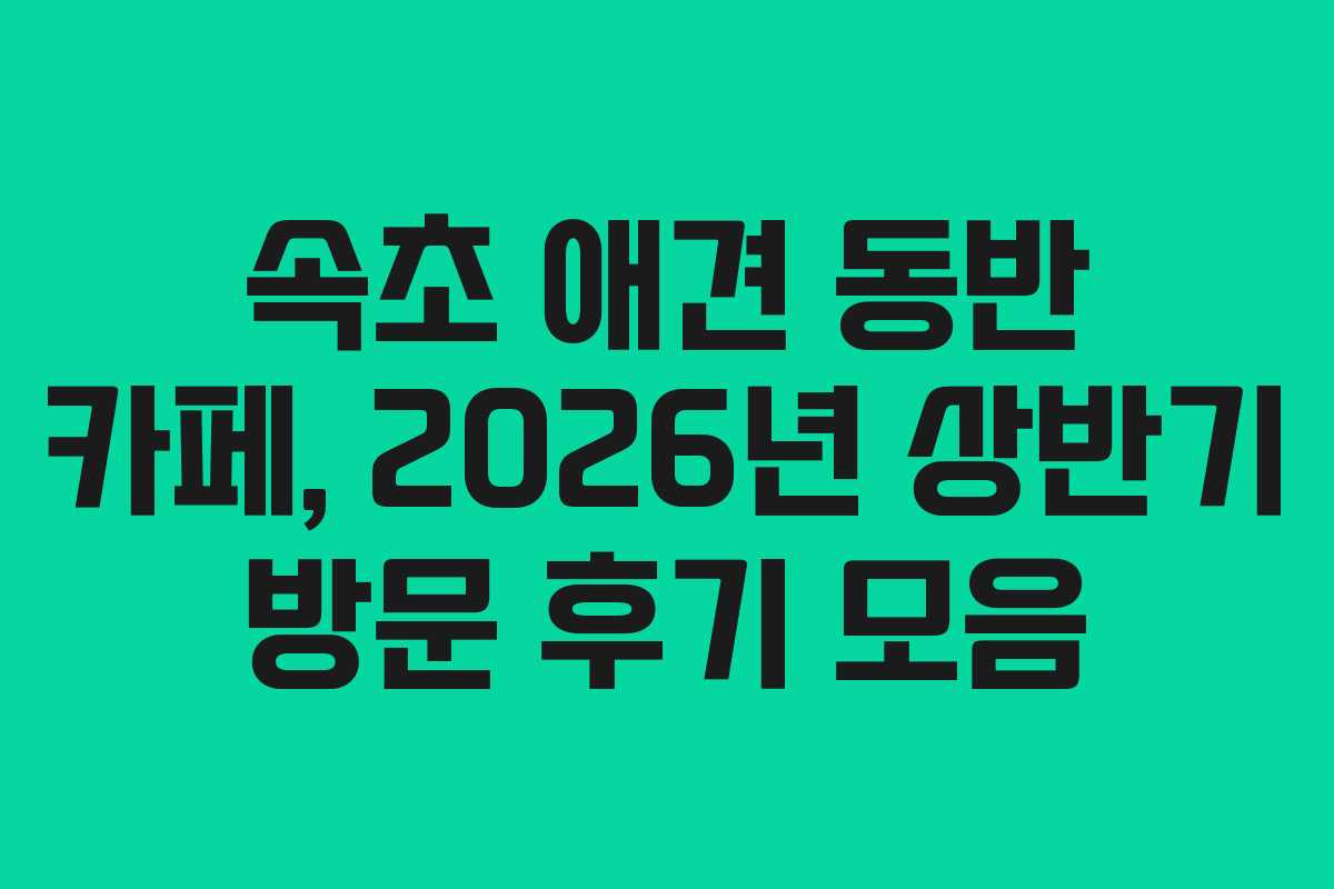 속초-애견-동반-카페,-2026년-상반기-방문-후기-모음